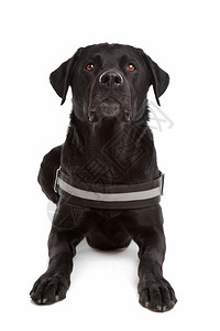笨蛋纯种混合品狗拉布多犬罗威纳混合品种狗罗威纳犬在白色背景前的图片
