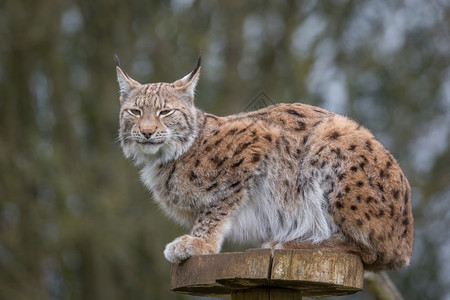 蹲在树桩上的猫科动物猞猁野猫高清图片素材