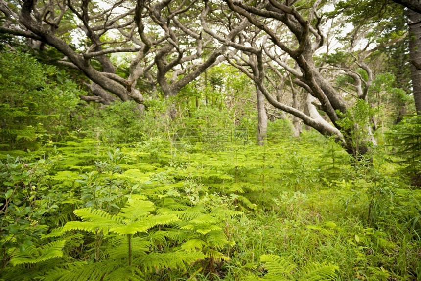 南太平洋新喀里多尼亚松树岛的森林细节风景优美丛林植物图片