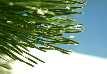 夏天春生态绿松针上有水滴近景图片
