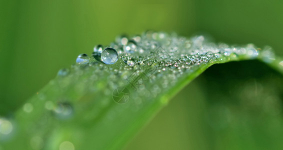 绿色背景的铅上滴水相近一种草环境图片