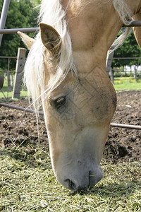 吃品种草棚马的近身肖像阉割图片