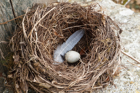 动物嵌套木头在井盖上用鸡蛋和羽毛筑巢图片