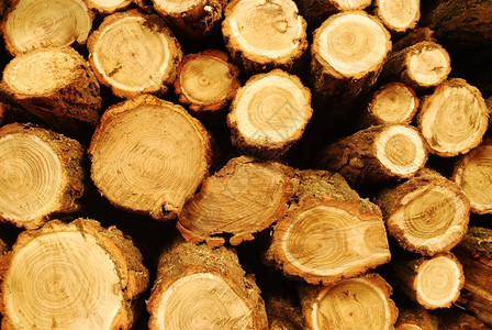 冬天关闭等待季的柴堆火森林木材背景图片