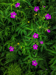 绿色天花粉丛森林紫背景图片