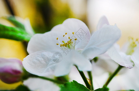 细节盛开苹果树白花户外密室植物学背景图片