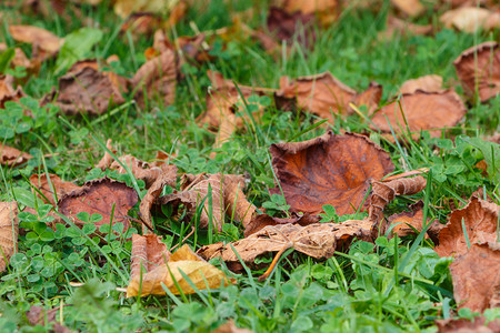 树秋天在花园草地上的枯叶季节子图片