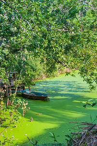 一艘停在条充满绿藻的运河里划艇绿色满阴凉图片