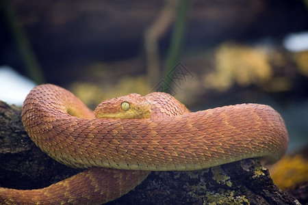 毒蛇动物爬虫绿丛蝰蛇AtherisSquamigera背景图片