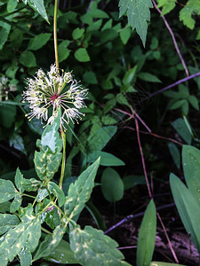 叶子拉姆森林植物野生llenAlliumursinum花粉图片