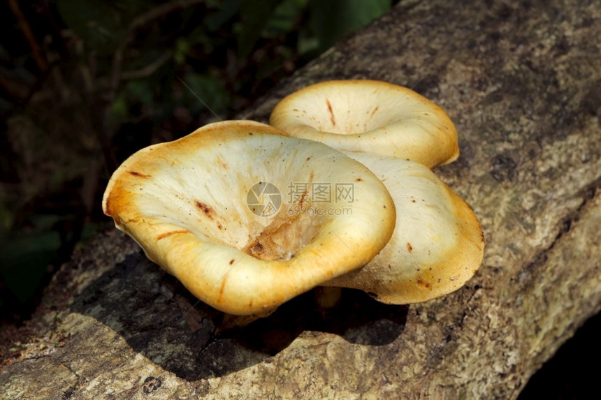 萨若卡茹南非Lentinussajorcaju的漏斗林冠树真菌近视木帽一种图片
