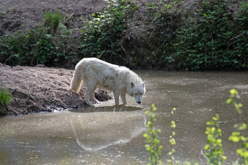 白色的狼疮单身水面上白北极狼Canislupusarctos图片