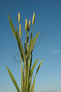 绿色小麦背景图片