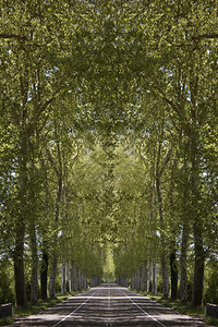 传达一种景观树木相邻的右路背景图片