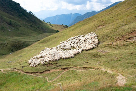 自然山间的羊群图片