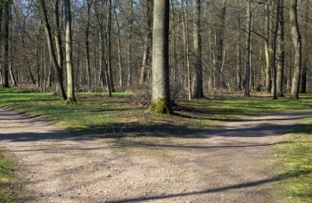 树木森林中道路的右叉或左方向十字路口图片