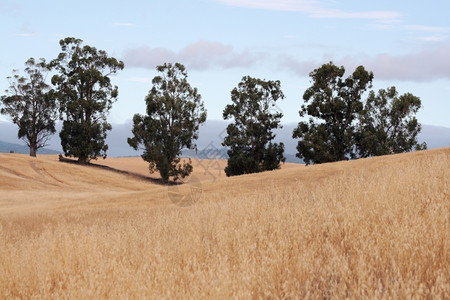 风景干燥的加利福尼亚山坡上一排树木景观复制图片
