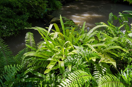 热带雨林中的蕨类植物图片