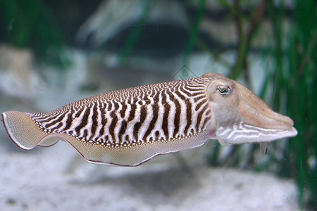 厚朴海洋动物关闭一条普通的幼尾鱼塞皮亚图片