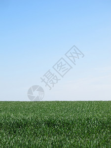 绿色小麦田一种天空肥美图片