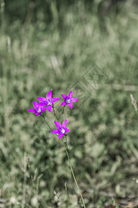 夏天盛开美丽的亮紫色铃声在模糊背景上关闭图片
