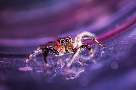 昆虫蜘蛛背景图片