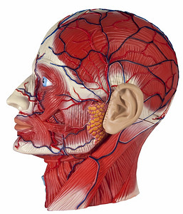 药物人类生理学显示主要血管和肌肉的人体头部模型艾伦生物学图片