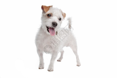 宠物工作室杰克罗素梗犬在白色背景前类图片