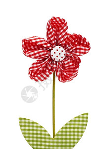 开花白色背景的红辣花朵彩季节植物高清图片