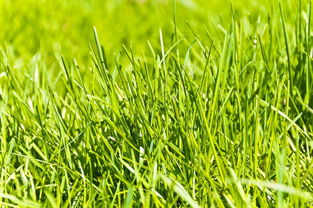 绿色饱和地草质夏季图片地衬套自然图片