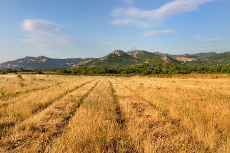 多山BalagneCorsica带山丘背景的黄色田地未开垦金的图片