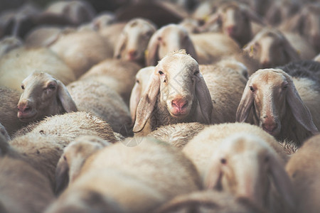 粮食追赶畜牧业秋天季节的羊群迁移人口图片