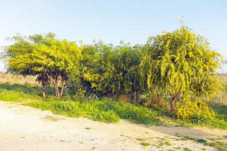 自然金合欢含羞草春天从葡萄牙到在田地上露出闪光的mimosa树图片