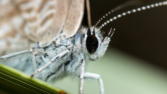 白色的细节近距离大型镜头一个小白蝴蝶有浅棕色翅膀图片