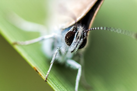 动物昆虫棕色的近距离大型镜头一个小白蝴蝶有浅棕色翅膀图片