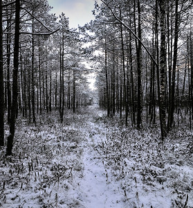 清晨的冬季风景雪覆盖了精美的松林和木足道制的松树冬天图片