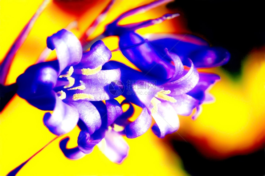 丰富多彩的生动色蓝铃花朵抽象有火焰背景花瓣图片