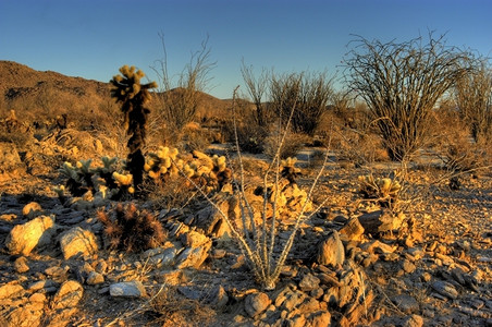 洛基拉纳佩沙漠景观日出公园图片