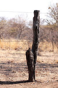自然Bushveld树尖柱墙的图片极栅栏图片