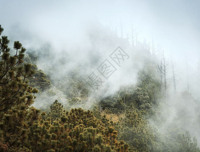 山间的雾气和树林图片
