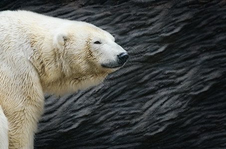动物群北极熊雄对抗黑岩北极捕食者图片