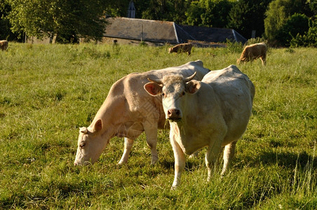 动物白色的草地上诺曼牛草地上的奶放牧图片