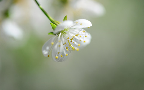 自然盛开灯丝甜樱桃树白花户外密室图片