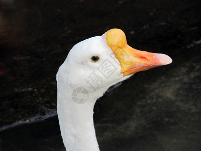 白色的脖子羽毛橙喙亮白鹅头图片