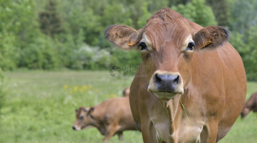 欧洲家畜高山草原上棕牛的美丽肖像色图片