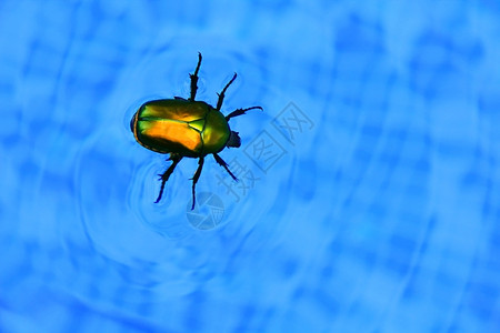 游泳池中漂浮的昆虫图片