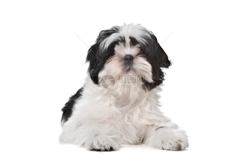 子品种哺乳动物在白色背景面前的ShihTzu狗ShihTzu狗图片