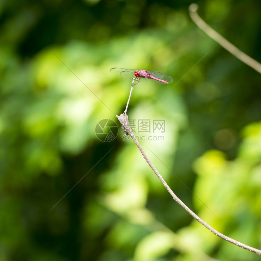 树枝上的蜻蜓图片