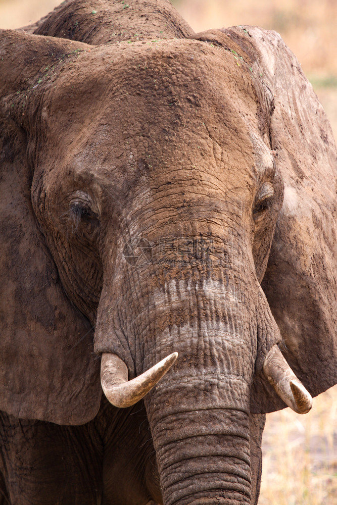 肮脏的非洲象牙大的紧闭脸污垢图片