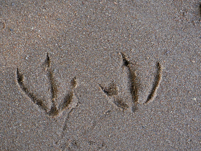 鸭爪子鸭脚足迹原沙上印鸟类学质地脚步背景